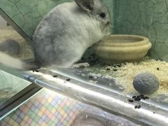 -万商花鸟市场