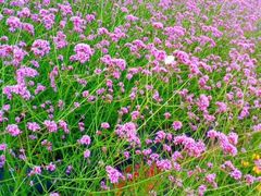 -紫颐香薰山谷景区
