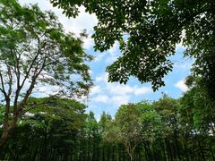-顺峰山公园