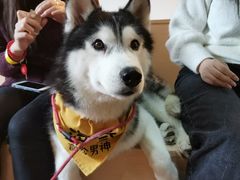 海参-Husky Go! 哈士奇体验馆·宠物咖啡厅狗咖