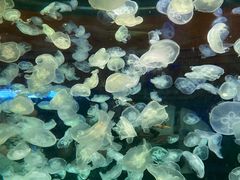 -华夏文旅海洋公园