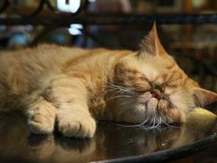 -more than meow吴止猫主题餐厅(承德 中船汇店)