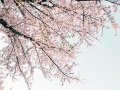 -顾村公园
