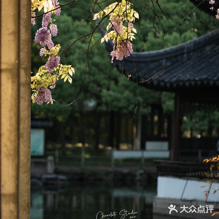 苏州最安静的紫藤花赏花点！