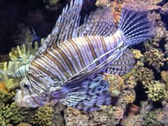 -上海海洋水族馆