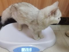 -瑞鹏宠物医院·夜间急症·心超·猫科(祖庙分店)