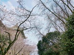 -武汉大学-樱园