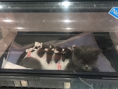 -伟伟宠物医院·CT影像中心·瑞派犬猫综合性门诊(汉口总院)