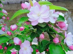 -海棠花溪(元大都城垣遗址公园)