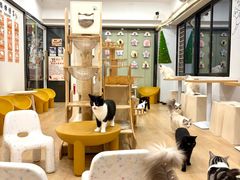 -有喵·猫咖·狗咖·40+猫狗有小奶狗(岗厦店)