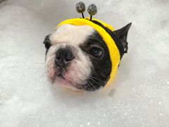 -Oh My Dog宠物沙龙(伊珊娜皮毛护理店)