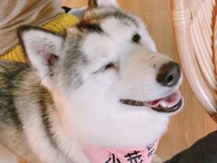 -Husky Go! 哈士奇体验馆·宠物咖啡厅狗咖