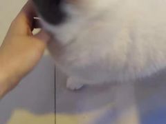 -平行世界·猫咖(首经贸店)