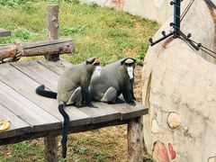 -大连森林动物园