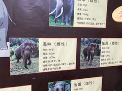 -野象谷景区