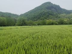 -八卦田遗址公园