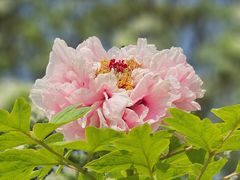 -国家植物园南园