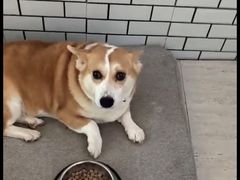 -趣玩宠物乐园寄养训犬训狗游泳池
