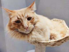 -藏猫猫咖啡主题馆(中央大道店)