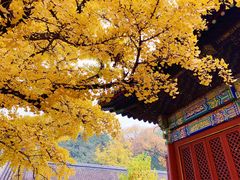 -荣德灶台鱼(圣泉寺店)