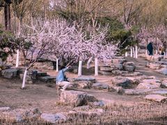 -桃花堤公园