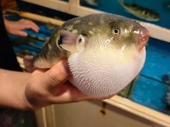 -天正河鲀·河豚亭(大连店)