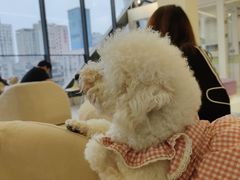 -怪兽屋·羊驼·猫咖·狗咖(俊华广场店)