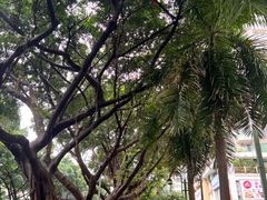 -华农酸奶(五山直营店)