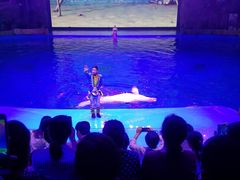 -芜湖新华联大白鲸海洋公园