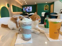-飞行喵MR PILOT|猫舍·猫咖(静安大融城店)