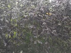 -黑龙江中医药大学