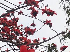 -大湾区中央湿地公园