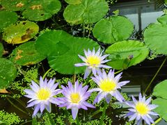 -国家植物园南园