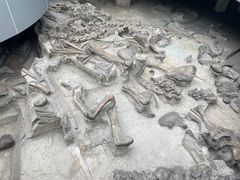 -自贡恐龙博物馆