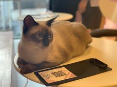 -猫儿山۰猫主题餐厅