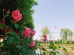 -同銮特种养殖场·龙虾垂钓