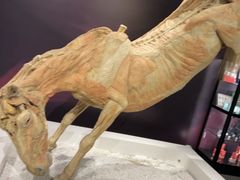 -生命奥秘博物馆
