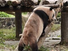 -都江堰中华大熊猫苑