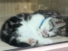 -屋虎猫馆(宝安大仟里店)