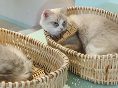 -怪兽屋·羊驼·猫咖·狗咖(俊华广场店)