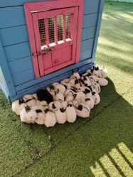 -萌宠亲子动物乐园(槐房万达店)