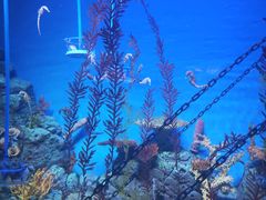 -上海海洋水族馆