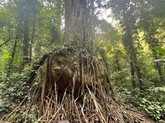 -莫里热带雨林景区