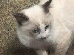 -猫咪博物馆(顶澳仔猫街店)