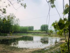 -东郊湿地公园
