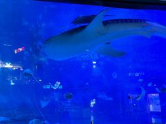 -烟台海昌鲸鲨海洋公园