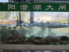 -品鲜村农家菜·阳澄湖大闸蟹(总店)