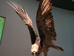 -陕西自然博物馆