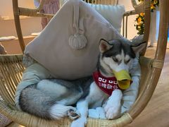 -Husky Go! 哈士奇体验馆·宠物咖啡厅狗咖
