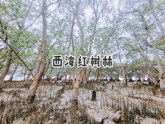 -宝安西湾红树林湿地公园
